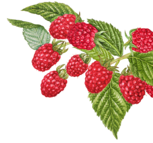 raspberry corner 300x279 1